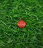 Red Poppy Stud Earrings 