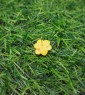 Daffodil Stud Earrings 