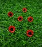 Red Poppy Stud Earrings 